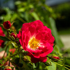 Fotowalk - Bodensdorf - Carinthia Austria