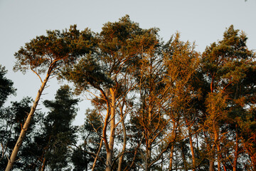 Obraz premium autumn forest. jesienny las