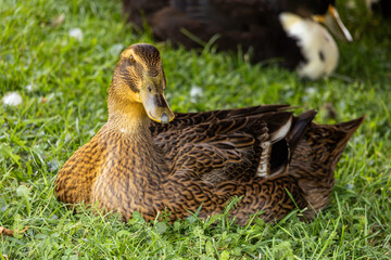 Fotowalk - Bodensdorf - Carinthia Austria