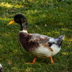 Fotowalk - Bodensdorf - Carinthia Austria