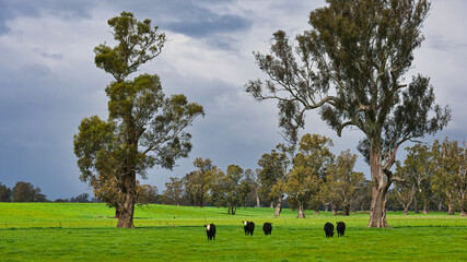 Fototapeta premium Cattle grazing near old gum trees in rural New South Wales