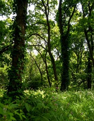 Obraz premium Lush forest canopy