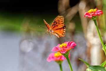 Orange butterfly over pink flowers in garden.