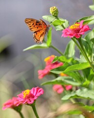Butterfly on Pink Flowers