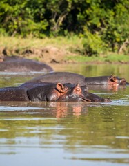 Fototapeta premium Hippos resting in a river