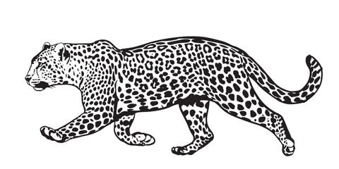 Running leopard. big wild cat african design character vector illustration on white background. Vector of flat hand drawn leopard isolated.