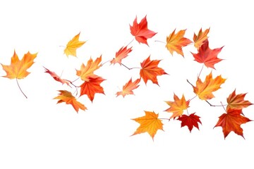 Fototapeta premium Wild maple leaves backgrounds plant leaf.