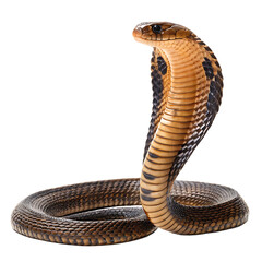Naklejka premium A cobra snake with its hood raised and body coiled against a black background in a studio shot