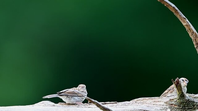Adult Chipping Sparrow and fledgling feeding on a log in the woods, slow motion