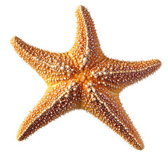 Isolated Starfish Echinoderm Specimen with Transparent Background
