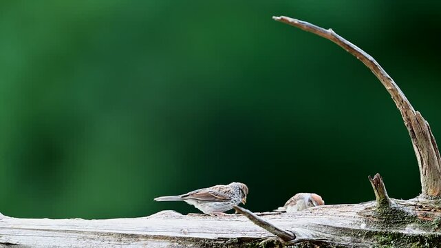 Adult Chipping Sparrow feeding a fledgling on a log, slow motion