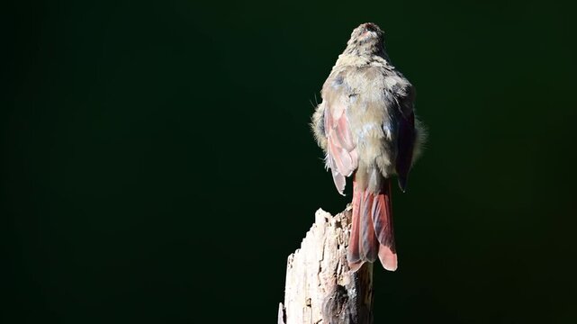 Female Cardinal perched on top of a broken off pine tree