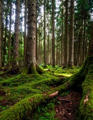 Obraz premium Lush forest floor, sunlight filters through trees