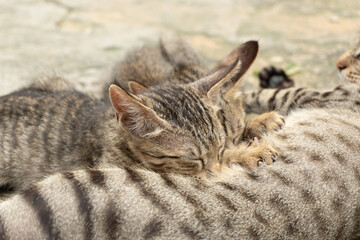 cat sleeping on the floor