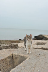 Cats walking on the beach. Street cats.
