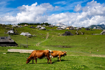 Scenic Alpine Pasture Featuring Grazing Cows and Traditional Huts in Velika Planina, Slovenia