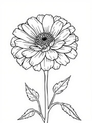 Minimilist detailed line drawing of a zinnia flower with stem and leaves on a white background in full bloom view vector