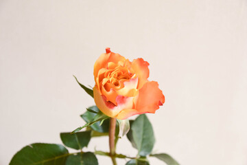 オレンジ色のバラ