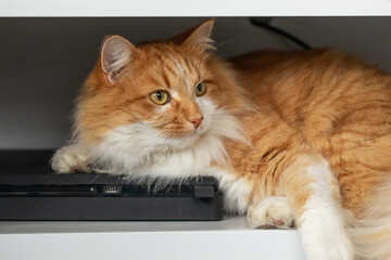Ginger cat relaxing on a shelf in a cozy home environment © Виктория Попова