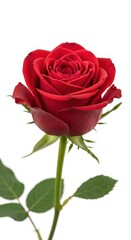 Single red rose with green leaves isolated on white background