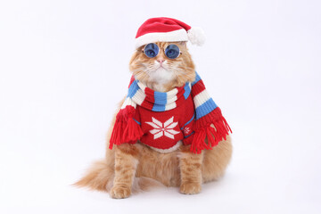 Funny ginger cat in Santa hat, wearing Christmas sweater and colorful scarf with snowflake pattern, festive pet portrait on white background, holiday concept.