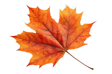 A single orange maple leaf with crisp serrated edges and visible veins, isolated on transparent background.
