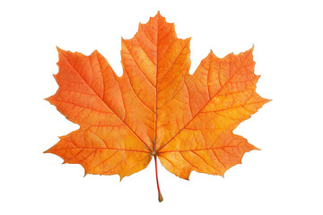 Fototapeta premium A single orange maple leaf with crisp serrated edges and visible veins, isolated on transparent background. 