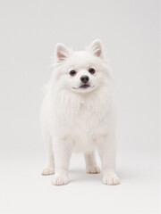 Obraz premium a cream white Pomeranian puppy dog
