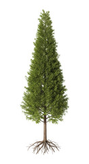 Tall evergreen tree with visible roots on transparent background