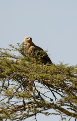 Aigle ravisseur,Aquila rapax, Tawny Eagle