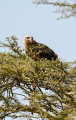 Aigle ravisseur,Aquila rapax, Tawny Eagle
