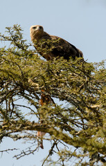 Aigle ravisseur,Aquila rapax, Tawny Eagle