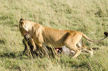 lion, lionne, femelle, panthera leo, Réserve de Masai Mara, Kenya