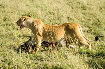 Naklejka premium lion, lionne, femelle, panthera leo, Réserve de Masai Mara, Kenya