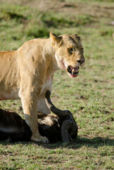lion, lionne, femelle, panthera leo, Réserve de Masai Mara, Kenya