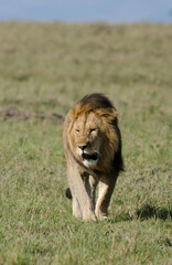 lion, male, panthera leo, Réserve de Masai Mara, Kenya