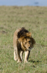 lion, male, panthera leo, Réserve de Masai Mara, Kenya
