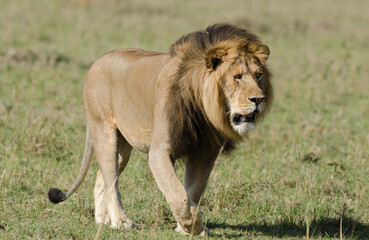 Obraz premium lion, male, panthera leo, Réserve de Masai Mara, Kenya