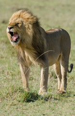 lion, male, panthera leo, Réserve de Masai Mara, Kenya