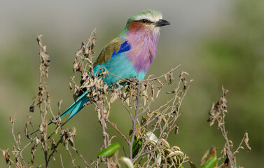 Rollier à longs brins,Coracias caudatus, Lilac-breasted Roller