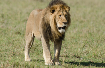 lion, male, panthera leo, Réserve de Masai Mara, Kenya