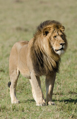 lion, male, panthera leo, Réserve de Masai Mara, Kenya