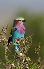 Rollier à longs brins,Coracias caudatus, Lilac-breasted Roller