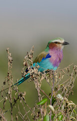 Rollier à longs brins,Coracias caudatus, Lilac-breasted Roller