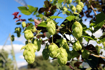 Echter Hopfenim Spätsommer
