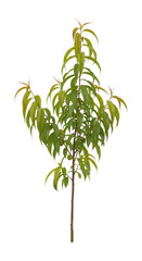 Obraz premium Young mango tree with lush green leaves isolated on transparent background