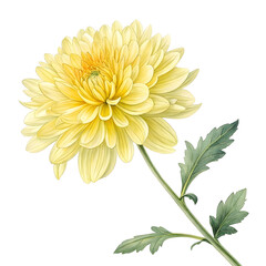 Elegant Pale Yellow Chrysanthemum: Botanical Illustration of a Flower