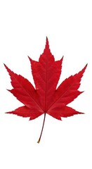 Vibrant red maple leaf isolated on white background with visible veins