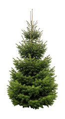 Fototapeta premium Lush green fir tree with dense branches and needles