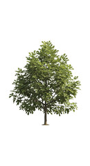 Obraz premium Lush green tree with dense foliage and detailed branch structure on transparent background